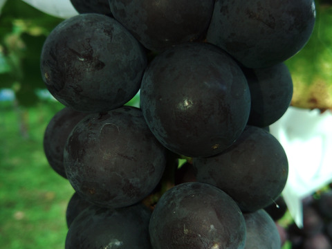 🍇朝採り🍇　1房500g超え果汁たっぷりのシャインマスカット(1.5kg・2～３房入り)