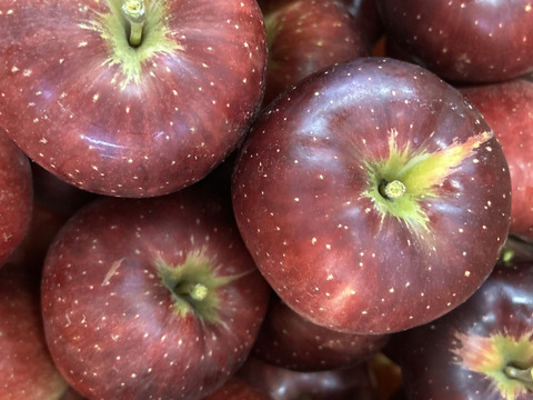 パリッと甘い！山形県産秋映【お試し大玉1.5キロ】