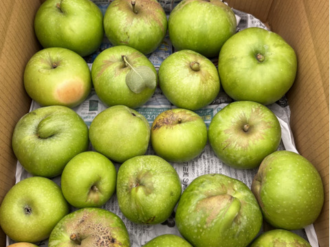 ワケあり規格外品をお値打ちで イギリス生まれの青りんご ブラムリー10ｋｇ 長野県産の果物 食べチョク 産地直送 産直 お取り寄せ通販 農家 漁師から旬の食材を直送
