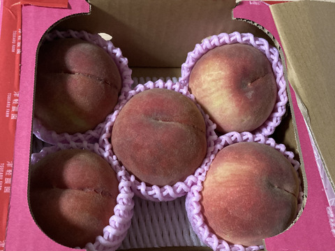 🍑桃の王様 川中島白桃 1.5kg 5玉前後 8月下旬 採れたて農家直送【朝