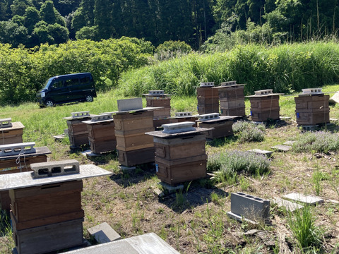 初夏のハチミツさん　160g