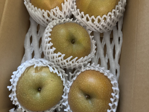 鳥取県産梨『新甘泉』2kg(4~6玉) 秀品