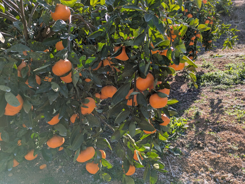 三ヶ日を代表する品種！『三ヶ日青島みかん』ご家庭用5kg