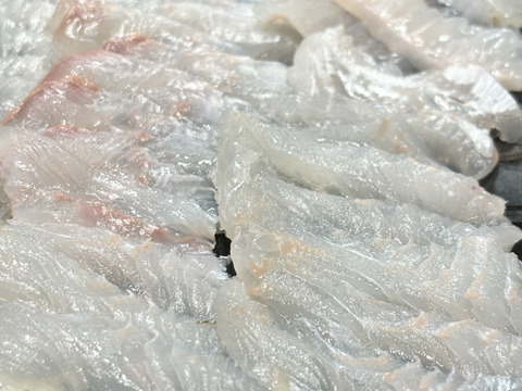 冷凍！今が旬‼️徳島宍喰産！活け〆天然ヒラメ！約1k〜1.5k！料理済み！