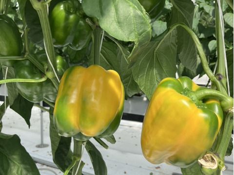 【1キロ】💛めちゃくちゃ甘い　ジューシー肉厚　黄色パプリカ💛