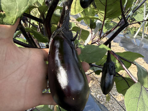 朝採り新鮮！夫婦で育てたツヤツヤ千両ナス 2kg