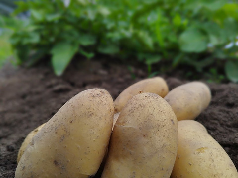 新じゃがいも箱込み2キロ(メークイン)