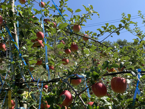 【冬ギフト】サンふじ 3kg 8~9玉