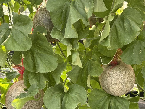 至高の自然栽培メロン超特大3kg