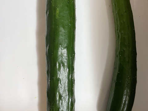 【加工向け奇形きゅうり】採れたてを発送！訳ありきゅうり（大きい曲がり、全体に傷、奇形ありきゅうり)5kg