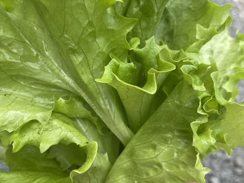 農薬を使わずに育てた『リーフレタス』　岩手県の涼しい山の中で天然の湧き水で育てました。まだ、不揃いなのでお試し価格！！　この機会にお試しください。『あさどれ』『新鮮』