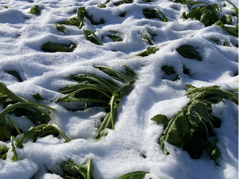 【雪下野沢菜】雪下になって旨みアップ！発祥の地域産、5kg