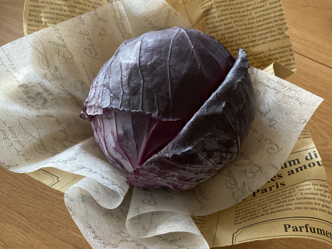 栄養満点！彩り鮮やかなムラサキキャベツ ２キロ箱（例：５００ｇ×４個）