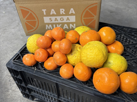 【柑橘食べ比べ】佐賀県太良町産3種セット♩盛田みかん＋はるか+4ｓクレメンティン複数（箱込3㎏）