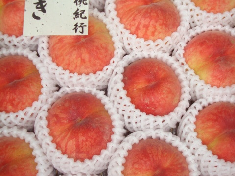 たまき桃 　お値下げ！！　ご好評販売中　早生品種　家庭専用・訳あり　2.8キロ前後　13から14個入り