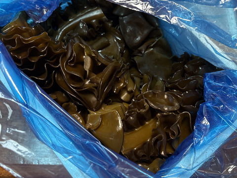 【２０２６年初物】青森県佐井村産　茎付き生めかぶ２Kg