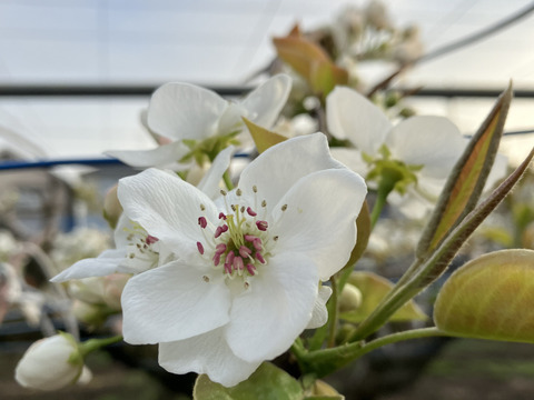 まつどの梨　デパート品より小さめ！完熟幸水　甘さしっかり食べ切りサイズ　ご家庭向け　5キロ18個から22個入り。