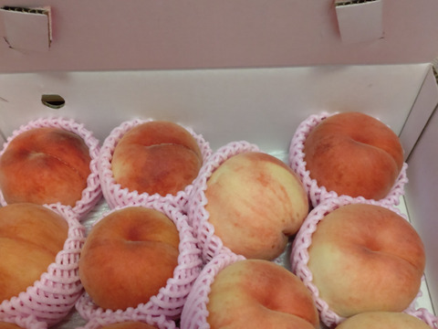 🍑桃の王様　川中島白桃　約3kg　8～14玉　【ASIAGAP認証農場：津軽農園】8月下旬　採れたて農家直送【朝どれ】