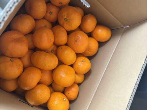 ★濃厚なコクと酸味がおいしい！有田みかん★自家製堆肥栽培★大満足の10kg★和歌山★