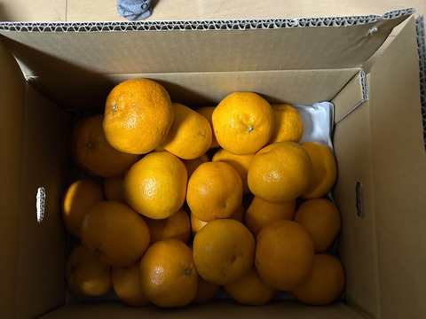 希少品種！！口の中でぷちぷちと弾ける新食感！！愛媛県産はるみ５kg入【山採り無選別商品】