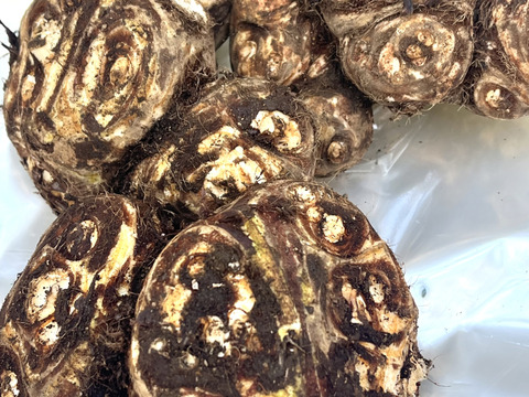 お正月用🎍八ツ頭  2kg【縁起物‼️】