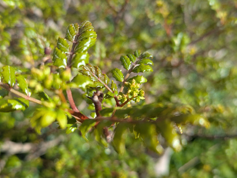 山椒の新芽（生）葉付き　約10本　農薬一切不使用　天然栽培