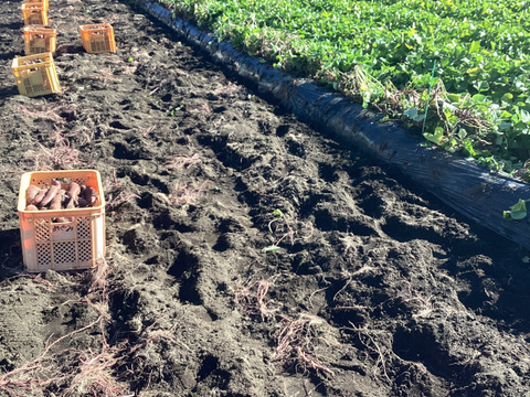 とろける！蒸し蜜芋  冷凍 1.5kg シルクスイート