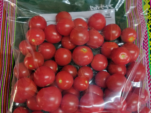 完熟冷凍ミニトマト 1.8kg☆ パチャママ農園：茨城県産のトマト