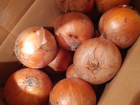 ※数量限定　納豆菌栽培　淡路島玉ねぎ　大玉１0ｋｇ