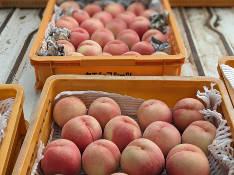 採れたて発送！小布施町のみずみずしい桃【なつっこ】自家用3キロ