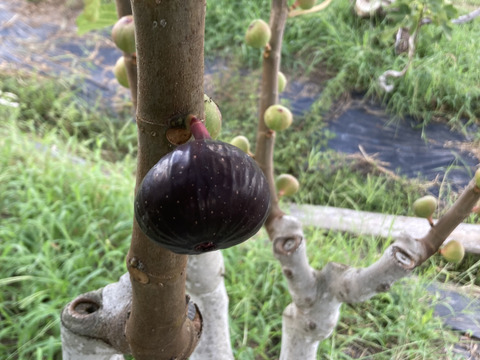 ビオレソリエス（黒いちじく）　露地栽培　農薬不使用　予約販売　注文順に配送