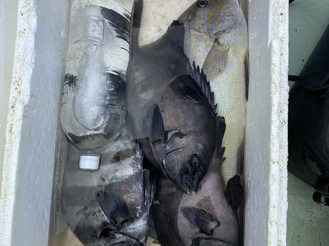 イシダイ　石鯛　素潜り漁！1ー1.5kサイズ！