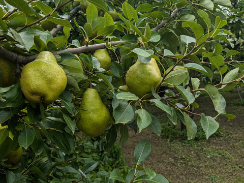 果物の女王ラ・フランス　特秀　約2kg　3L