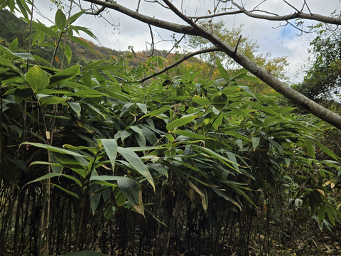 ★自然栽培　根曲がり竹　ネマガリダケ　姫竹　1キロ　冷蔵専用箱発送