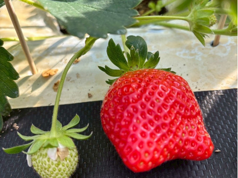 🍓日テレDayDay出演話題沸騰🍓【次世代イチゴの革命児】市場に一切出回ることのない糖度と旨味を緻密に凝縮したマッスルベリー【冬ギフト】【1月下旬予約】