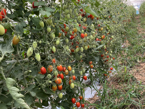 広大な阿蘇で生まれた！赤い輝き『阿蘇アイコトマト』