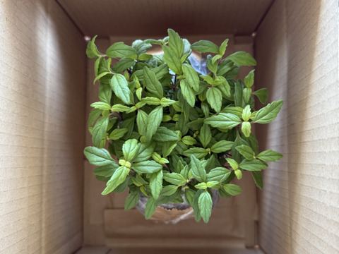 2個セット ベロニカ オックスフォードブルー グランドカバー カラーリーフ ブルーガーデン イングリッシュガーデン 花苗 多年草 宿根草