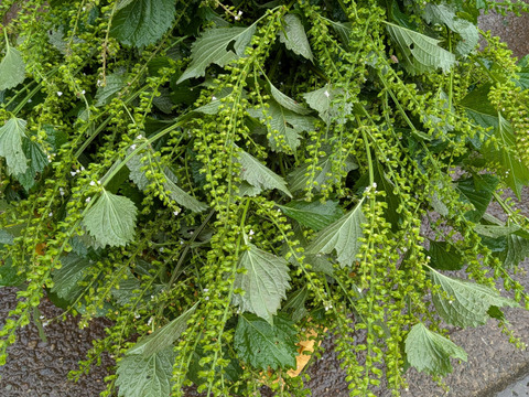 【予約増量♪】秋の味覚　プチプチ食感がクセになる　葉っぱ付き　“シソの実“😄  　200g→210g(使い切りサイズです。)  from 名水の里　神奈川県秦野市