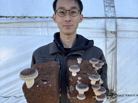 肉厚でやわらかな食感です！秋田県東成瀬産【仙人しいたけ】※約500g