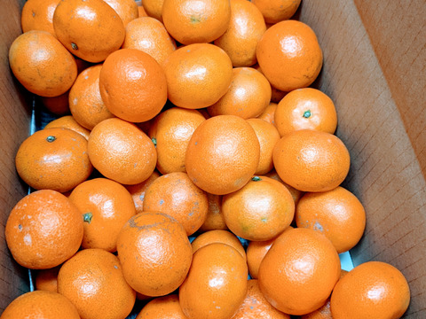 リピーター続出の人気商品！『三ヶ日早生みかん』ご家庭用10kg