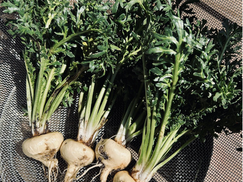 毎朝起きた時に体が重い！
疲れが抜けない！
なんか集中力が続かないって
感じるあなたへ！

千葉県産の生鮮マカ【葉なしマカ200g】