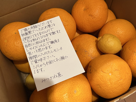 【完熟収穫　木なり八朔】広島県大崎上島産の紅八朔５キロ　自然栽培　ご注文いただいてから収穫いたします！！一度食べてみんしゃい