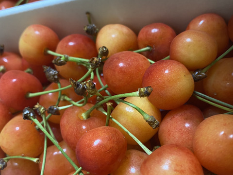 朝採りさくらんぼ佐藤錦800gバラ【ご家庭用】