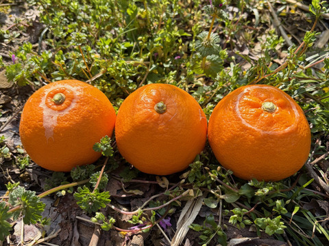 完熟★せとか（露地もの）家庭用5kg