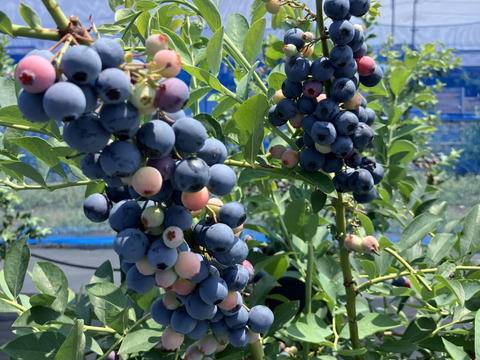 美味しい摘みたてブルーベリー！（主に中粒）【埼玉県産】※生食用でも、加工用でもご利用いただけます。※発送直前に収穫します。