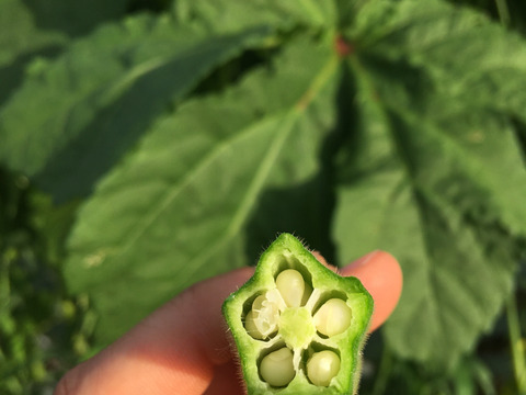 生でも食べれる★２種類のやわらかオクラ食べ比べセット（約800g）