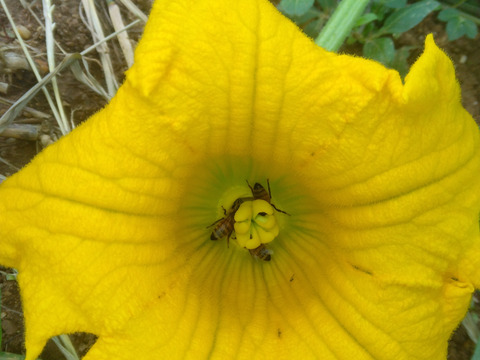石垣島蜜蜂農園の栗カボチャ