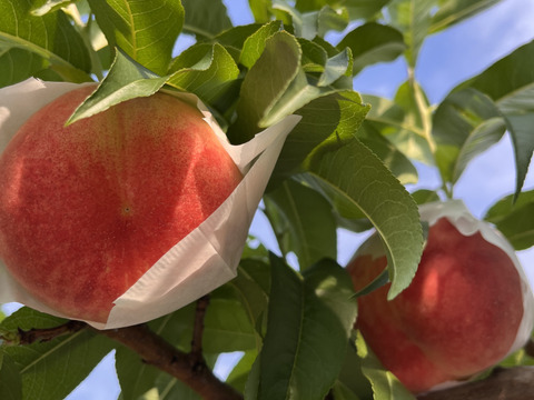 【陽夏妃】(ようかひ)白桃　2024年度予約　2㎏箱入り　約4〜9玉