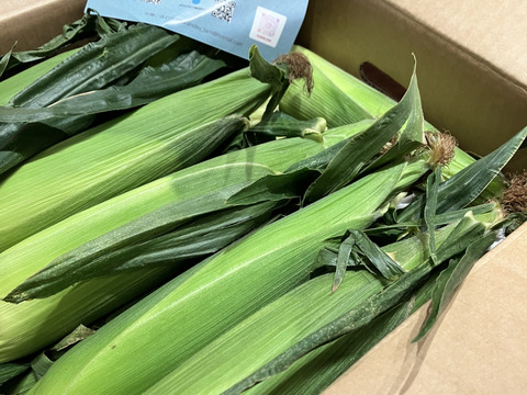 プチっと弾ける！フルーツのように甘いとうもろこし『クリスピーホワイト』10本入り