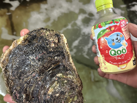 天然特大岩牡蠣　　　700gover